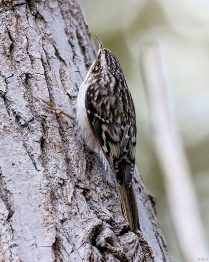 Took a walk around Little River corridor and got a pretty nice shot of a Brown creeper.  They camouflage so well against the trees, they are hard to spot until they move.