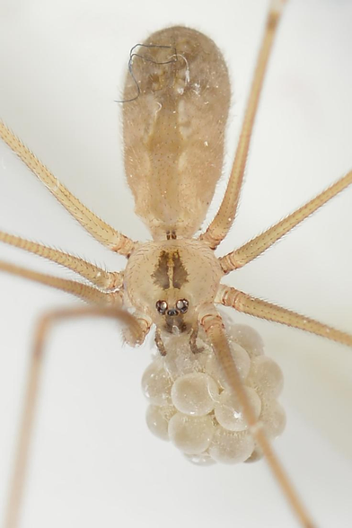 A photo of a cellar spider carrying an egg sac.