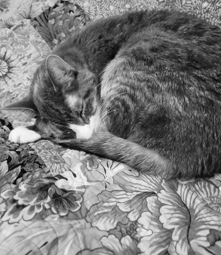 A curled up gray tabby named Dara, sleeping peacefully on a floral-patterned quilt, his head tucked into his paws.
