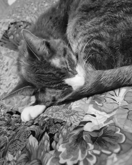 Black and white photo of a gray tabby cat named Dara, seen sleeping on a floral-patterned quilt. Dara is curled up, with his face mostly hidden, and his tail wrapped around his body. One white paw is visible.