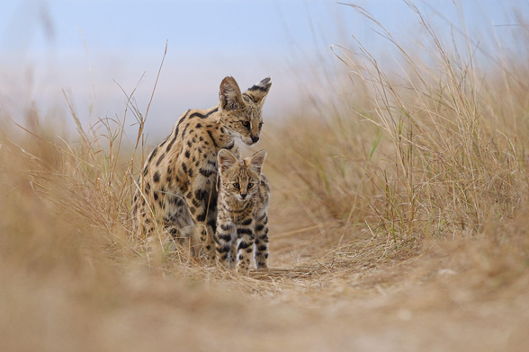 male serval with young serval on sandy path in wild dry grass