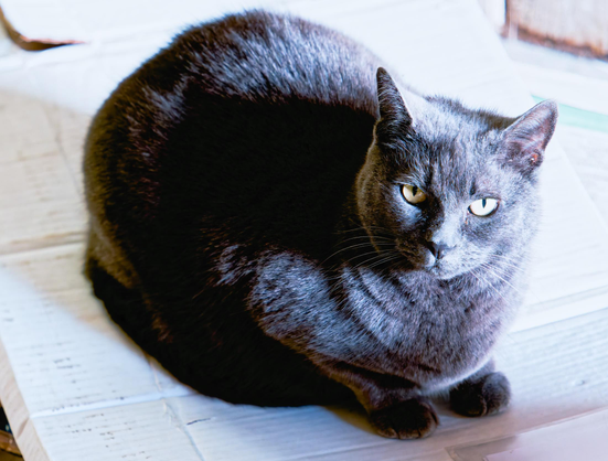 Grey cat sits on a closely cropped cardobard box and looks right at me with penetrating green eyes