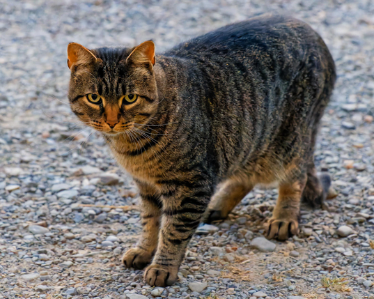 Big and strong cat with stripy markings stands on gravel and looks a little below me.