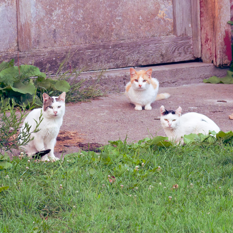 Three cats which are mostly white with orange, grey and black markings on their heads and tails sitting on a concrete pad by a building with green grass in front of them.