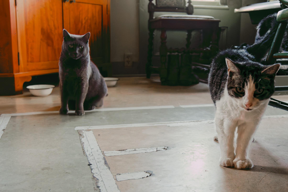 Two cats:  loitering near the food bowls in the rear left is an all-grey cat,  closer and closer to the right margin is a tabby cat with a lot of white around her front legs, neck and nose, below them a linoleum floor patched up with duct tape.