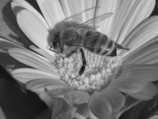 Bee, closeup, black and white, photo