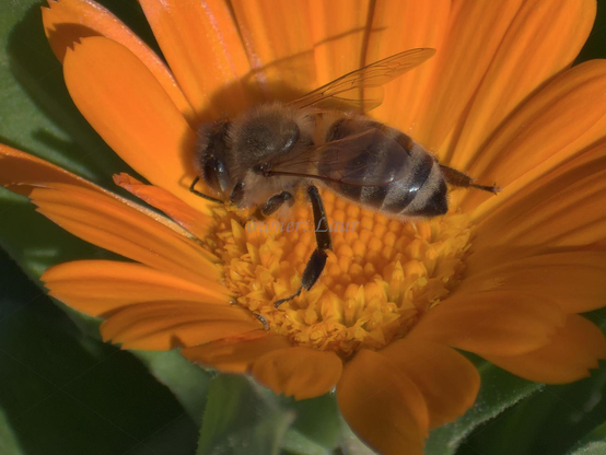 Bee, closeup, color, photo