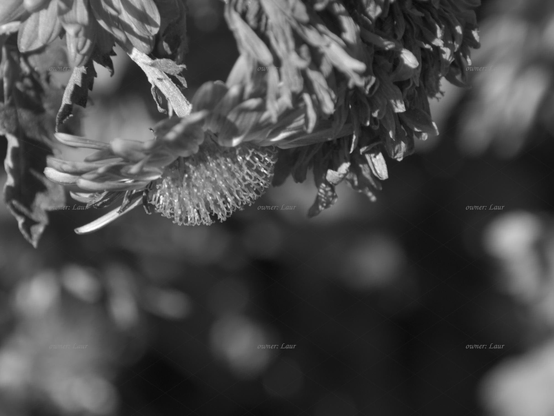 Flower, closeup, black and white, photo