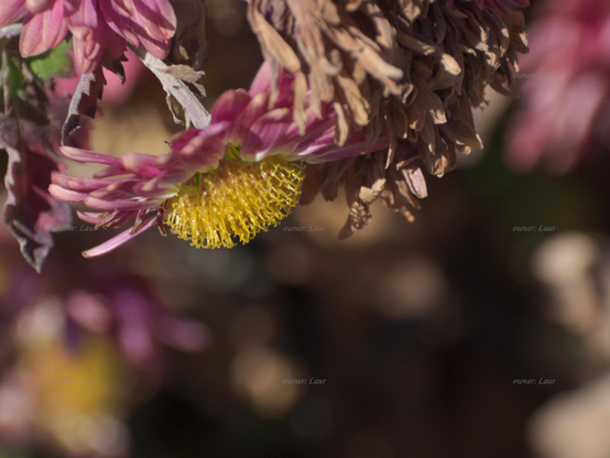 Flower, closeup, color, photo