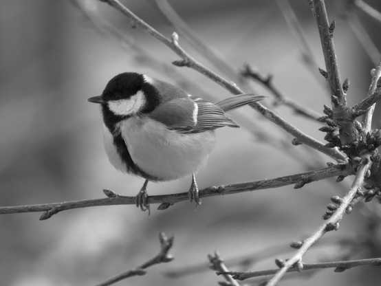 Bird, closeup, black and white, photo