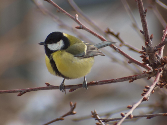 Bird, closeup, color, photo