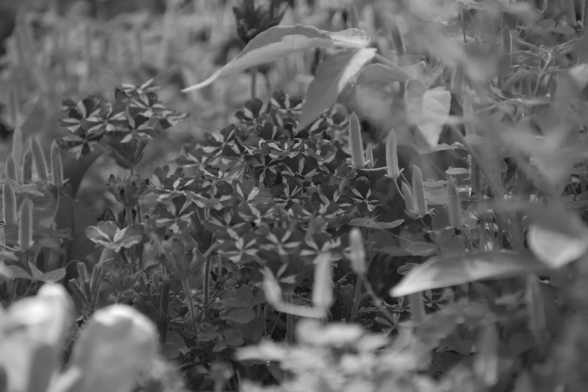 Flowers, black and white, photo