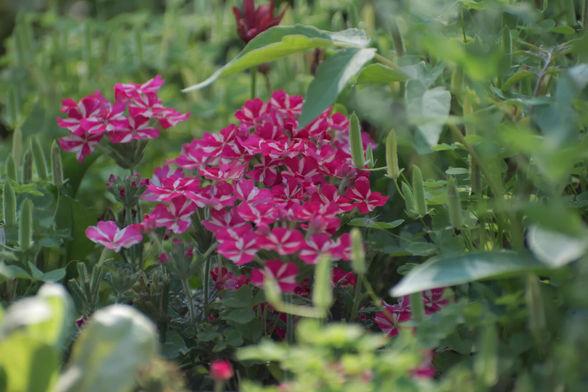 Flowers, color, photo