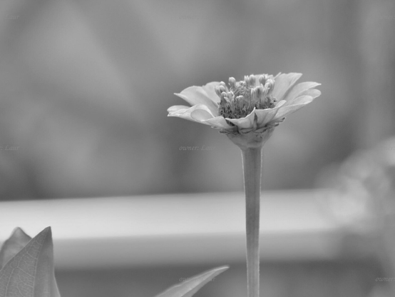 Flower, closeup, black and white, photo