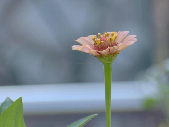 Flower, closeup, color, photo