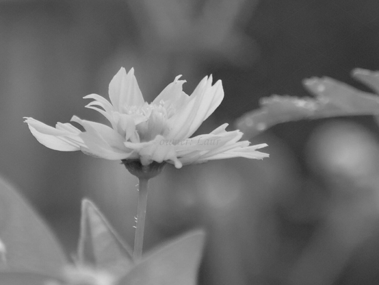 Flower, closeup, black and white, photo