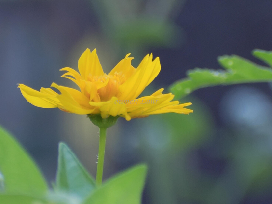 Flower, closeup, color, photo