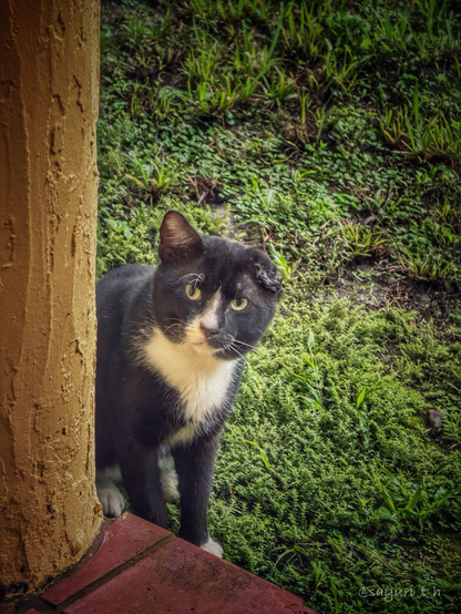 Black and white cat with left ear scrunched looking this way behind the yellow concrete poll