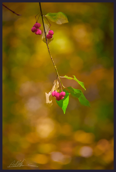 3 clusters of pink spindle flowers/fruit and green leaves on a thin branch hanging down to the centre of the frame against a background of muted brown and yellow autumn colours