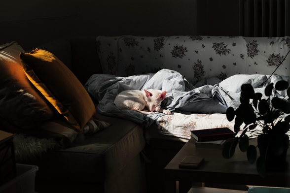 Digital color photo of Pushok, a white cat with fine, short fur and large ears, curled up asleep on a couch covered with patterned and striped blankets, one front paw against his cheek. Warm sunlight falls directly on him. (Photo by me, CC-BY-4.0)