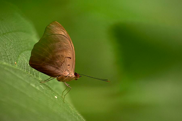 A close-up photograph of a small brown butterfly perched sideways on a soft green leaf, filling half of the frame. The butterfly’s wings are closed, creating a single smooth, leaf-like surface with faint curved veins and a few subtle nicks near the trailing edge. Its body is tan with a slightly darker thorax; two long, threadlike antennae project forward almost horizontally. The head has a reddish tinge around the eyes, and the thin legs delicately grip the leaf. The background is a uniform, creamy green blur with no distinct shapes, creating strong separation and a calm, natural atmosphere. The lighting is gentle and diffuse, with no harsh shadows. The butterfly’s head and wing are in sharp focus, while the leaf in the foreground and background falls into soft bokeh.