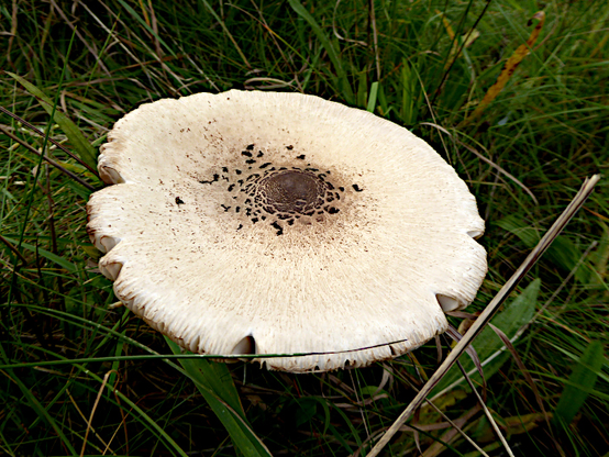 Foto van een paddenstoel op een grasveld met gebroken witte hoed met bruine vlek in het midden