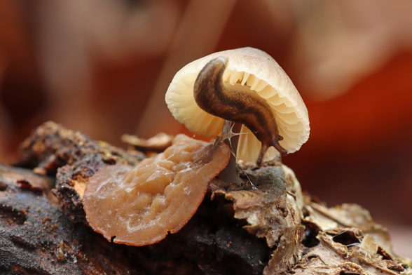 A single shot image of a slug crawling across a small white mushroom growing out of a decaying log