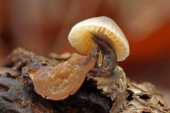 A ten shot focus stacked composite image of a slug crawling across a small white mushroom growing out of a decaying log