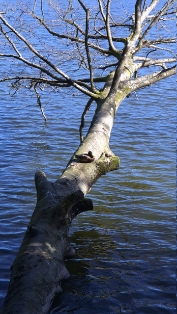 Ein umgefallener Baum mit kahlem Geäst ragt über eine Wasserfläche. Der Blick wandert dabei entlang des Stammes von unten bis zu einem Teil der Krone. Auf dem Stamm sitzt eine Ente in der Sonne. Das Wasser unter dem Baum schlägt seichte Wellen.