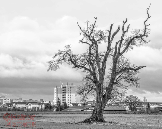 Ein Schwarzweißfoto im Format 4:5 Landscape.
Ein zu warmer, grauer Wintertag, ohne Schnee. Auf einem Feld steht ein alter, knorriger Baum, welcher die Hälfte des Bildes einnimmt. Weit im Hintergrund ist ein Hochhaus und andere Wohnbebauung, so wie rechts, Gewerbebauten zu sehen. Der Himmel ist mit schweren Wolken bedeckt.