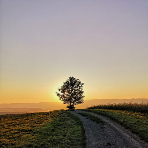 Das Foto zeigt einen Baum auf einer sanften Hügelspitze. Eine Schotterstrasse führt zum Baum. Das Bild wird durch einen Farbverlauf von Gelb zu Orange zur Spitze des Himmels unterbrochen, der den Sonnenuntergang andeutet. Im Hintergrund ist eine Reihe von Hügeln zu sehen. Das Gras ist grün, aber sein Farbton ist durch den Sonnenuntergang gedeckt. 