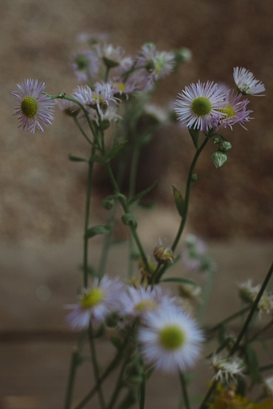 A photo of small light purplpe flowers on a blurred gray-brown wooden terrace background.