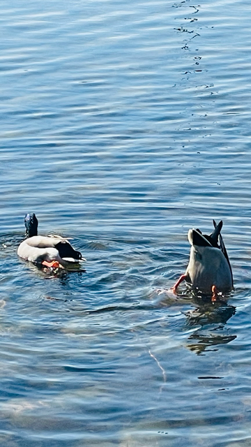 Alle meine Entchen…. Köpfchen unter Wasser…