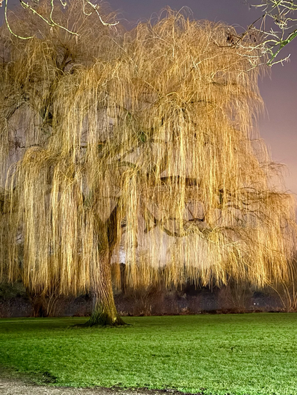 Eine Trauerweide im Winter an der Weser. Die herabhängenden Zweige werden von hellem Licht so angestrahlt, dass sie golden leuchten. Im Hintergrund ist die Dämmerung zu erkennen. Im Vordergrund ist grüner Rasen auf dem der Baum steht. Die Baumkrone nimmt fast das ganze Bild ein. 