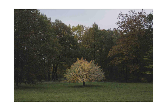A photo of a light colored tree surrounded by dark colored trees