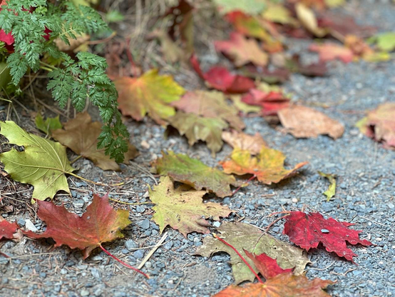 Brightly and differently coloured maple leaves scattered on grey crushed rock, with one delicate green leafy plant hanging over the top. The foreground is in focus, while the background in the top of the image is blurred. The maple leaves range from fully dark red, to red with some burnt yellow, to yellow, to pale green. [Bowring Park (St. John’s, Canada), October 2025]