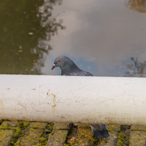A pigeon behind a white steel railing. It's perched on an old wall. Behind it is a body of water with some trees reflecting on the surface.