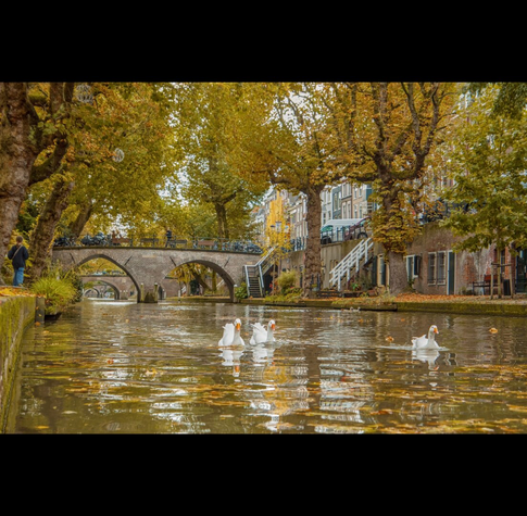 One of the many canals that flow through the city. The camera position is directly above the water. The background consists of trees in the fall, some buildings and old stone bridges. Three geese are swimming towards the camera.