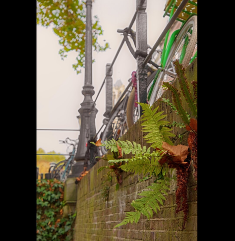 An old stone wall with fern growing out of the crevices. Above the wall is a railing, some bikes and a lamp post.