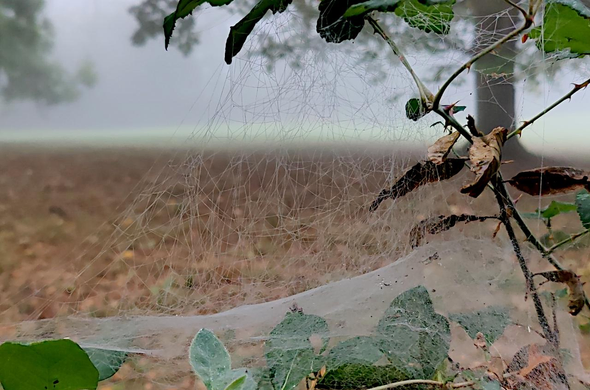Une toile d'araignée tissée sur une jeune ramure en lisière d'un sous-bois. Au loin, on peut deviner une clairière prise dans les brumes matinales.
