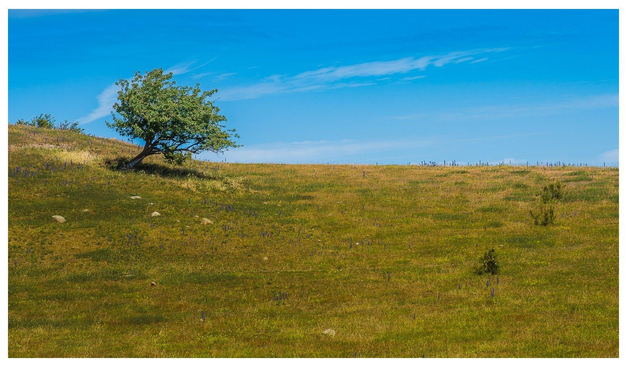 Ein einzelner Baum steht auf einer etwas hügeligen Wiese. Der konstante Wind von links hat den Baum sehr schief wachsen lassen.