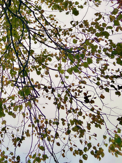A tapestry of autumn leaves hanging down.