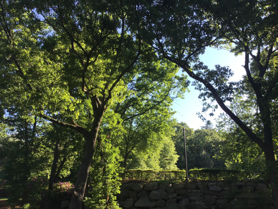 Various trees backlit by the sun (blocked by a trunk) showing a smallish patch of blue sky, brilliant green leaves and darker shaded leaves and trunks.