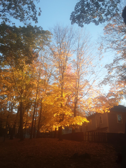 Some orange-leaved fall trees spectacularly backlit by the setting sun.