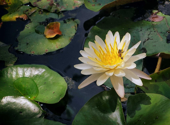Water lily blossom with honeybee on a pond with lily pads