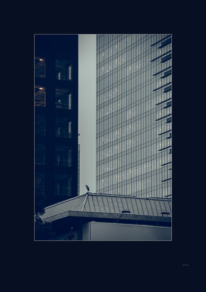 A heron stands like a relic of balance between the mirrored grids of glass — one building awake, two lights glowing faintly, like signs of persistence in a mechanical dawn. The framing isolates the bird perfectly, almost like it’s overseeing humanity’s architecture experiment with quiet resignation. It feels less like a city scene and more like a study of endurance: nature’s patience facing our acceleration.