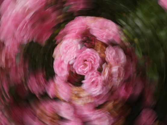 Unsere rosafarbene Buschrose in voller Blüte. ICM Foto. kreisrund verwischt.