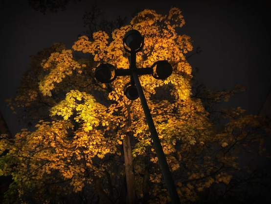 A broadleaf tree, lit from beneath by a streetlamp, stands in the night. It's autumn, and its leaves shimmer yellow against the dark sky.