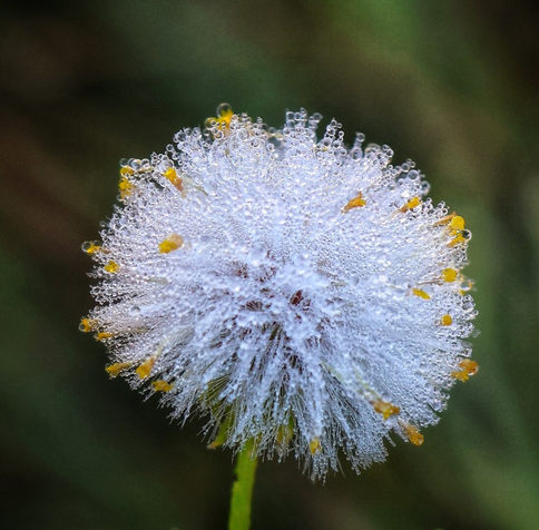 This close-up photograph showcases a delicate groundsel seed head adorned with dew or raindrops. The spherical cluster of tiny seeds, each attached to fine, white filaments, glistens with water droplets, creating a sparkling, jewel-like effect. The soft, blurred background highlights the intricate details of the groundsel, while the faint yellow remnants of the flower’s petals at the base add a subtle contrast. The image captures the serene and transient beauty of nature.