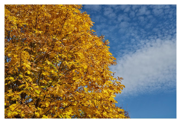 A vibrant autumn scene featuring the upper branches of a tree densely covered in golden-yellow leaves, many of which are turning shades of orange and brown at the edges, indicating fall foliage. The leaves are broad and lobed, suggesting a species like a maple or chestnut. Thin branches extend outward, creating a canopy that fills most of the frame. The background is a clear, bright blue sky with scattered, fluffy white clouds, adding contrast to the warm tones of the leaves. The photo is taken from a low angle, looking upward, with sunlight illuminating the foliage from above, giving it a glowing appearance. The overall mood is serene and seasonal, evoking the beauty of autumn.
